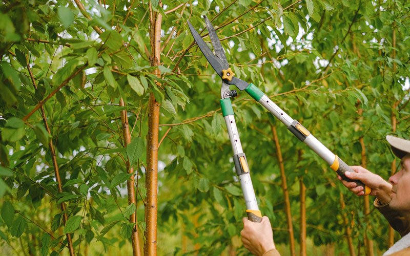 Tree trimming in Windfall, IN